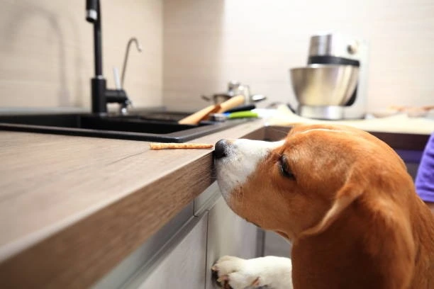 pet-friendly countertops pet-friendly countertops
